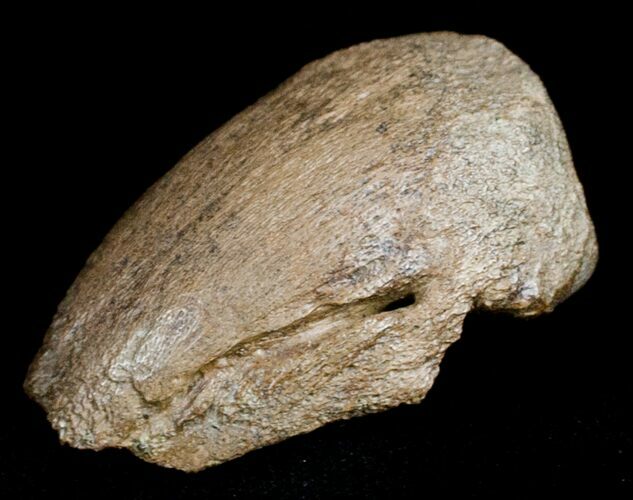 Pachycephalosaurus Foot Claw From Montana #3441